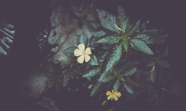 Die Blume Thea